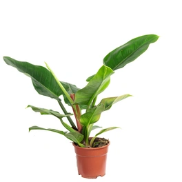 Zimmerpflanze, Baumfreund - Philodendron Imperial Green - Höhe ca. 50 cm, Topf-Ø 17 cm