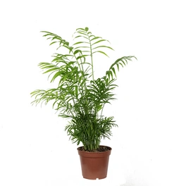 Zimmerpflanze, Bergpalme - Chamaedorea elegans - Höhe ca. 55 cm, Topf-Ø 17 cm
