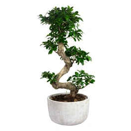 Zimmerpflanze, Bonsai Feige - Ficus Microcarpa Ginseng Fuji - Höhe ca. 110 cm, Topf-Ø 36 cm