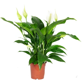 Zimmerpflanze, Einblatt - Spathiphyllum Lauretta - Höhe ca. 70cm, Topf-Ø 19 cm