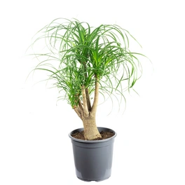 Zimmerpflanze, Elefantenfuß 1-Stamm verzweigt - Beaucarnea - Höhe ca. 70 cm, Topf-Ø 24 cm
