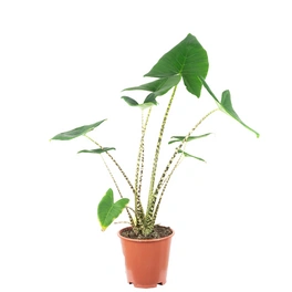 Zimmerpflanze, Elefantenohr - Alocasia zebrina - Höhe ca. 70 cm, Topf-Ø 19 cm