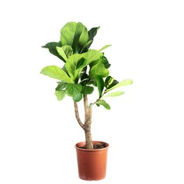 Zimmerpflanze, Geigenfeige verzweigt - Ficus Lyrata - Höhe ca. 115 cm, Topf-Ø 30 cm
