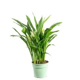 Zimmerpflanze, Kurkuma gelb - Curcuma - Höhe ca. 65 cm, Topf-Ø 17 cm