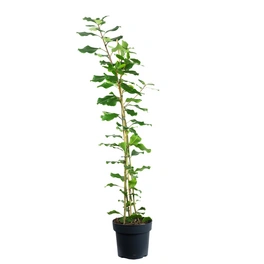 Zimmerpflanze, Natalfeige - Ficus natalensis 'Lynn' - Höhe ca. 110 cm, Topf-Ø 21 cm