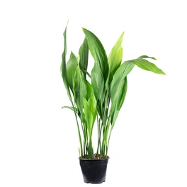 Zimmerpflanze, Schusterpalme - Aspidistra elatior - Höhe ca. 70 cm, Topf-Ø 19 cm