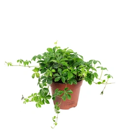 Zimmerpflanze, Zimmerwein 'Smit Verona Vein' - Parthenocissus striata - Höhe ca. 20 cm