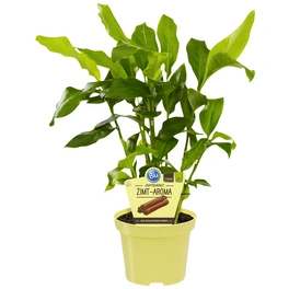 Zimt-Aroma, Elettaria cardamomum, aktuelle Pflanzenhöhe ca.: 25 cm, im Topf