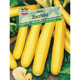 Zucchini »Orelia«, frühe, wüchsige Sorte, lange Erntezeit