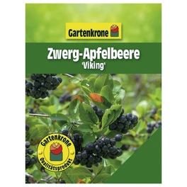 Zwerg-Apfelbeere, Aronia prunifolia »Viking«, Frucht: schwarz, zum Verzehr geeignet