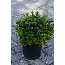 Zwerg-Azalee, Azalea japonica »Hachmann Schneeperle ®«, weiß, Höhe: 20 - 25 cm