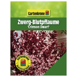 Zwerg-Blutpflaume, Prunus cistena »Crimson Dwarf«, Blätter: rot, Blüten: rosa/pink