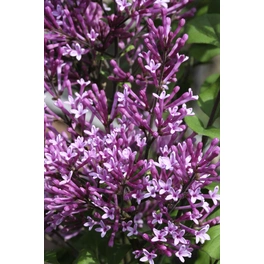 Zwerg-Duftflieder, Syringa meyeri »Bloomerang® Dark Purple«, Blüte: lila