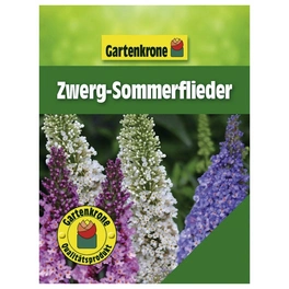 Zwerg-Sommerflieder, Buddleja davidii »Buzz®' in Sorten«, Blätter: grün, Blüten: bunt