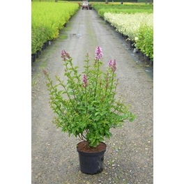 Zwerg–Duftflieder, Syringa meyeri »Josée«, Blätter: grün, Blüten: rosa/purpurfarben