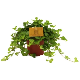Zwergpfeffer, Peperomia rotundifolia »Rondo Venetiano«, im Kunststoff-Kulturtopf