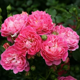 Zwergrose, Rosa »Charmant®«, Blüten: rosa