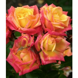 Zwergrose, Rosa hybrida »Little Sunset«, max. Wuchshöhe: 50 cm