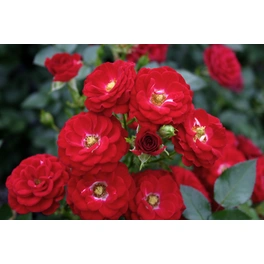 Zwergrose, Rosa hybrida »Mandy«, max. Wuchshöhe: 50 cm