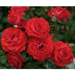 Zwergrose, Rosa hybrida »Zwergenfee 09«, max. Wuchshöhe: 40 cm