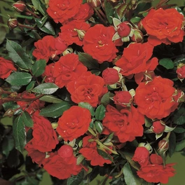 Zwergrose Rosa hybride »Orange Babyflor«