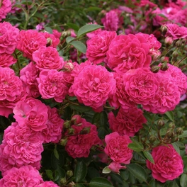 Zwergrose, Rosa »Roxy®«, Blüten: violett