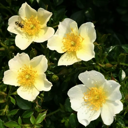 Zwergrose, Rosa »Sonnenröschen®«, Blüten: weiß