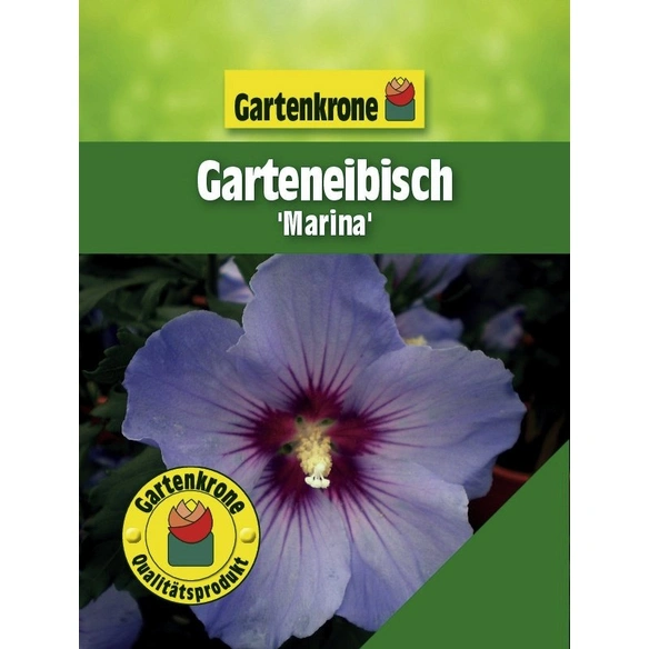 Gartenkrone Garteneibisch Hibiscus Syriacus Marina Zweifarbig