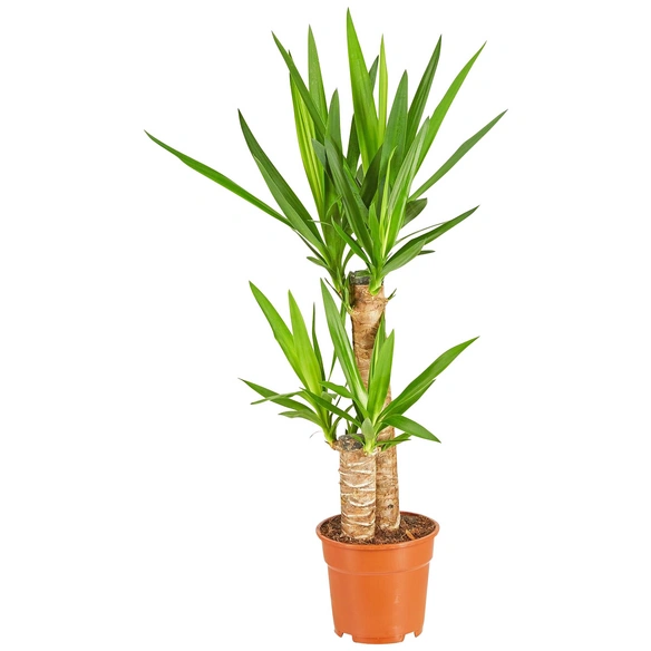 Yucca Palme Ikea