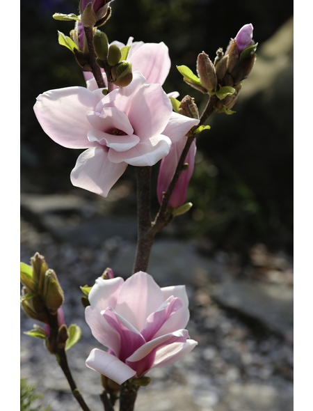 Sommergrüne Yulan-Magnolie, Magnolia denudata »Festirose«, Blütenfarbe hellrosa