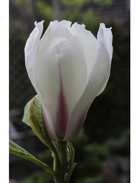 Magnolie, Magnolia soulangiana »Heaven Scent«, Blütenfarbe hellrosa