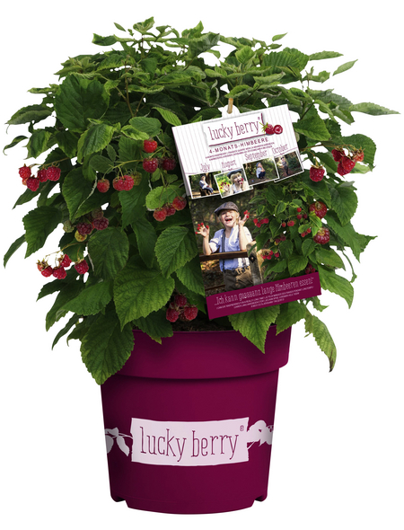 Lucky Berry 4-Monats-Himbeere, Rubus idaeus »Lucky Berry®«, Frucht: rot, zum Verzehr geeignet