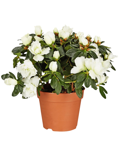 GARTENKRONE Azalee, Rhododendron simsii, weiß Hagebau.de