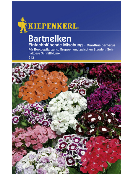 KIEPENKERL Bartnelke, Dianthus barbatus, Samen, Blüte: mehrfarbig