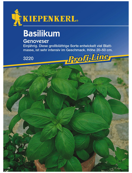 KIEPENKERL Basilikum Ocimum basilicum »Genoveser«