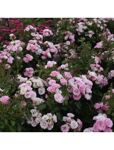 KORDES ROSEN Beetrose, Rosa »Roselina®«, Blüte: zartrosa, leicht ...