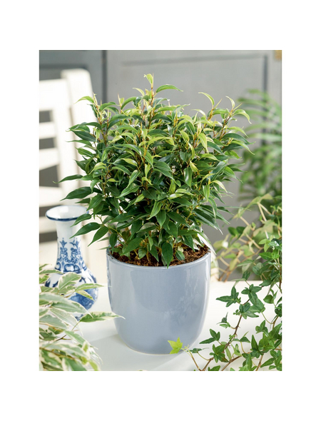 GARTENKRONE Birkenfeige Ficus benjamina 'Natasja' GARTENKRONE Birkenfeige Ficus benjamina 'Natasja'