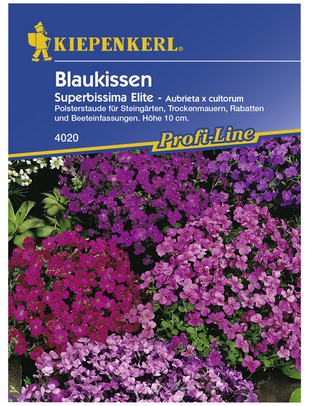KIEPENKERL Blaukissen, Aubrieta x cultorum, Samen, Blüte: lila