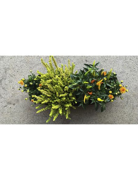 BLUMIXX Blumen-Bag Herbst, max. Wuchshöhe: 30 cm, Blüte: bunt