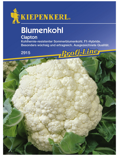 KIEPENKERL Blumenkohl oleracea var. botrytis Brassica