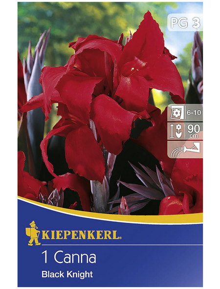 KIEPENKERL Blumenzwiebel Blumenrohr, Canna indica, Blütenfarbe: rot