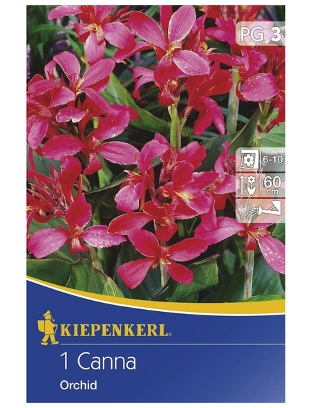 KIEPENKERL Blumenzwiebel Blumenrohr, Canna indica »Orchid dunkelrosa«, Blütenfarbe: rosa