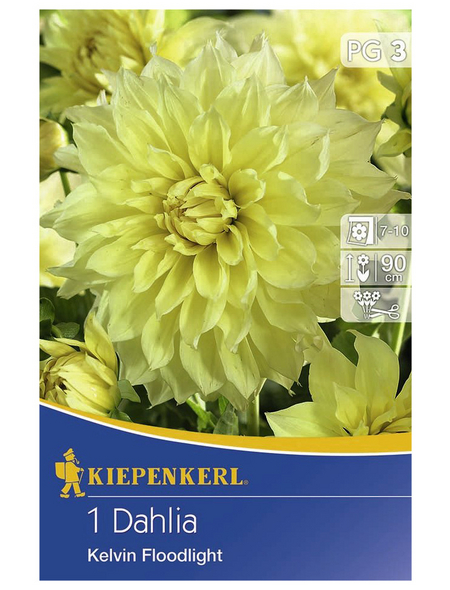 KIEPENKERL Blumenzwiebel Dahlie, Dahlia Hybrida, Blütenfarbe: gelb