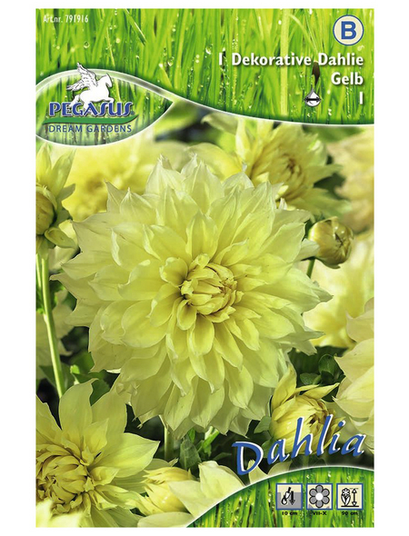 PEGASUS Blumenzwiebel Dahlie, Dahlia Hybrida, Blütenfarbe: gelb