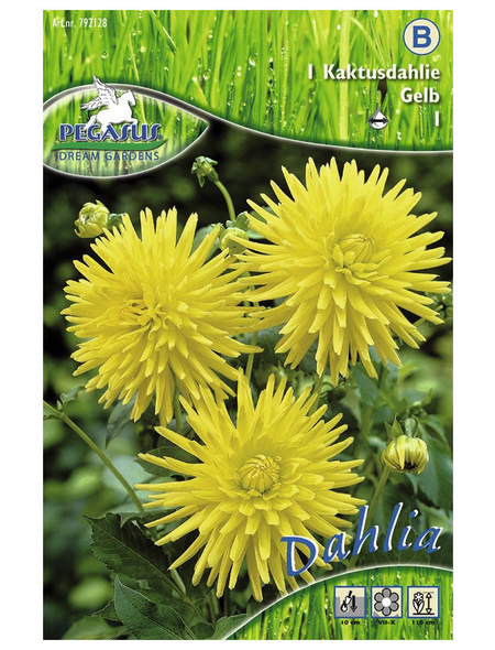 PEGASUS Blumenzwiebel Dahlie, Dahlia Hybrida, Blütenfarbe: gelb