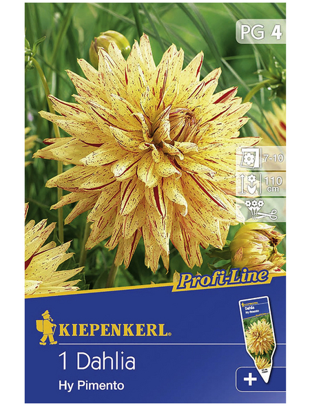 KIEPENKERL Blumenzwiebel Dahlie, Dahlia Hybrida, Blütenfarbe: gelb