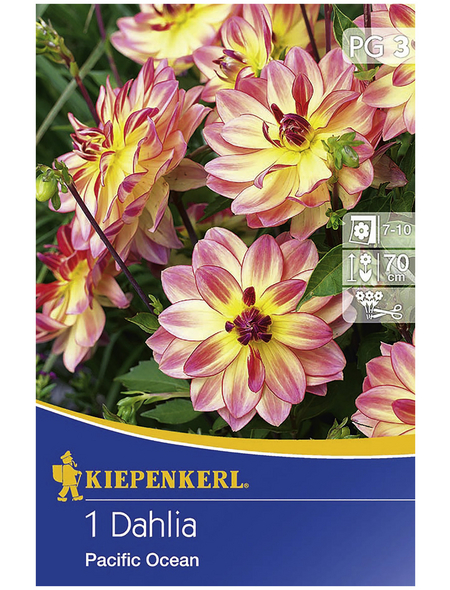 KIEPENKERL Blumenzwiebel Dahlie, Dahlia Hybrida, Blütenfarbe: mehrfarbig