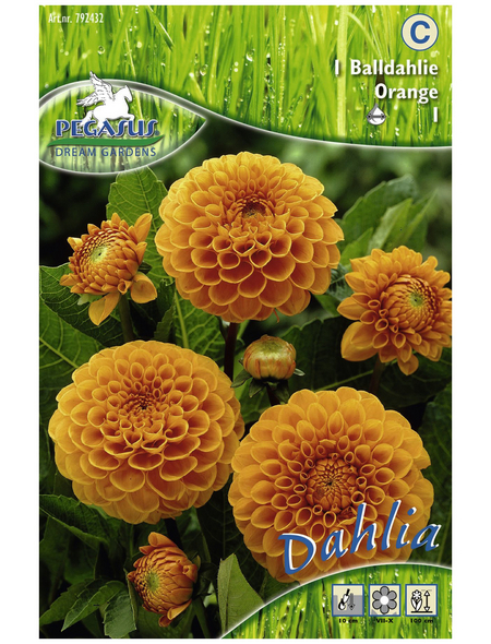 PEGASUS Blumenzwiebel Dahlie, Dahlia Hybrida, Blütenfarbe: orange