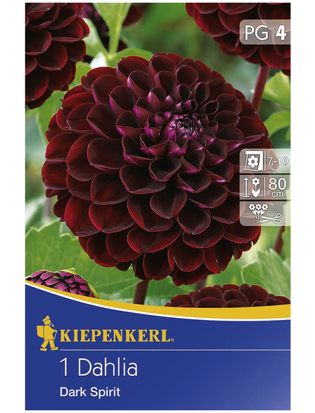 KIEPENKERL Blumenzwiebel Dahlie, Dahlia Hybrida, Blütenfarbe: purpurfarben