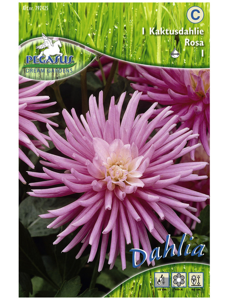 PEGASUS Blumenzwiebel Dahlie, Dahlia Hybrida, Blütenfarbe: rosa